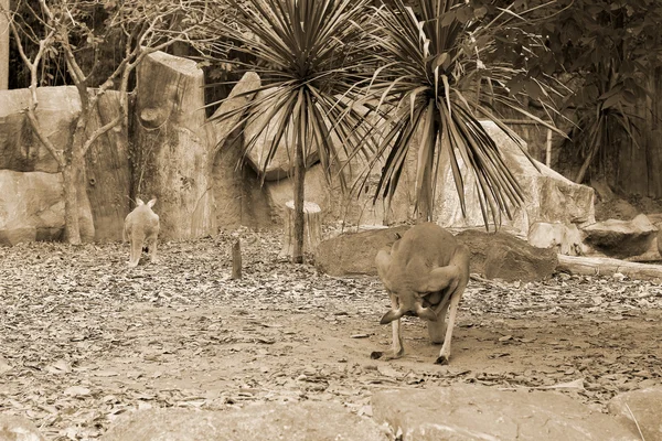 Kangaroos in the wild — Stock Photo, Image