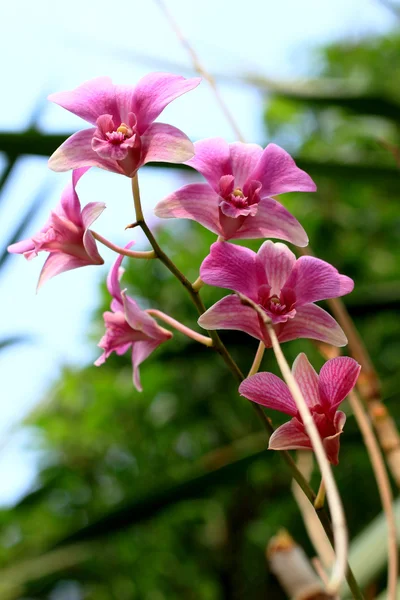 Primo piano di orchidea rosa — Foto Stock