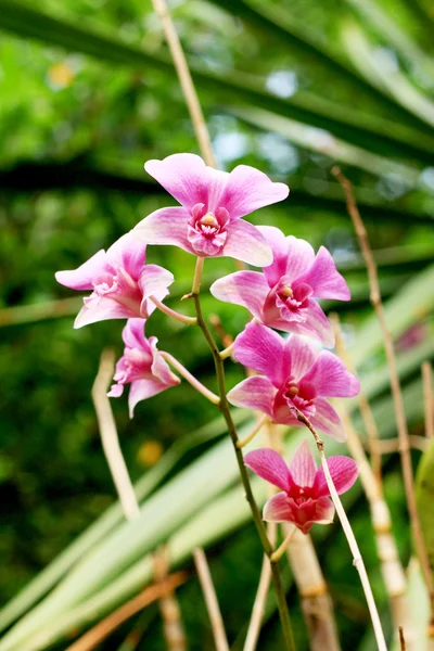 Primo piano di orchidea rosa — Foto Stock