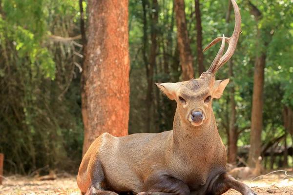 Veados sika na natureza — Fotografia de Stock