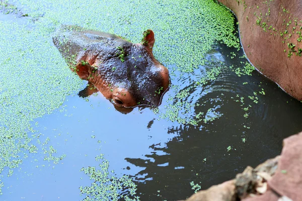 Retrato de hipopótamo en la naturaleza — Foto de Stock