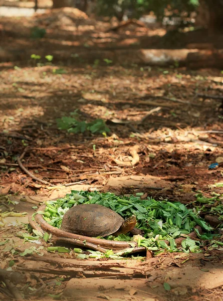 Crawling tortoise eating morning glory — Stock Photo, Image