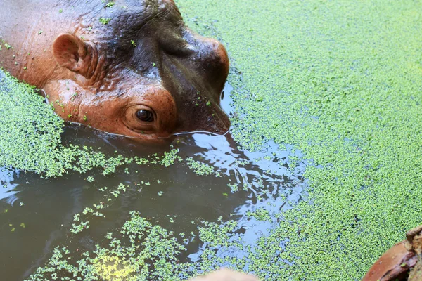 Retrato de hipopótamo en la naturaleza —  Fotos de Stock