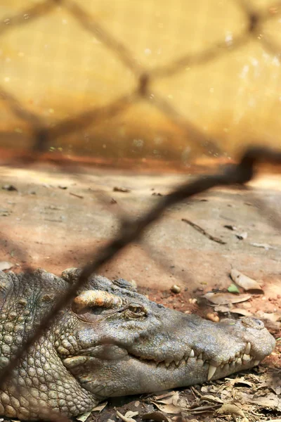 動物園のワニは — ストック写真