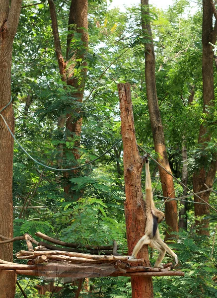 Gibbons sur l'arbre dans la nature — Photo