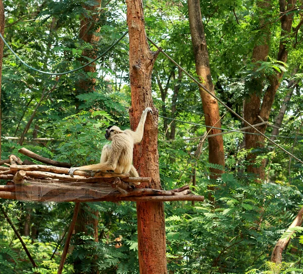 Gibbons på träd i naturen — Stockfoto