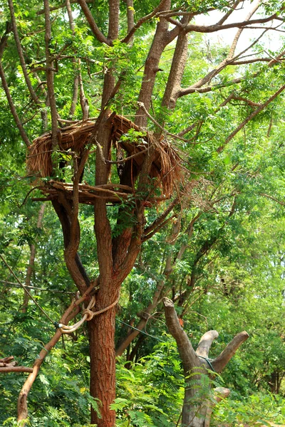 Gibbons auf dem Baum in der Natur — Stockfoto