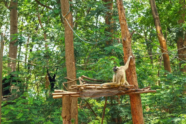 Гіббонс на дереві в природі — стокове фото