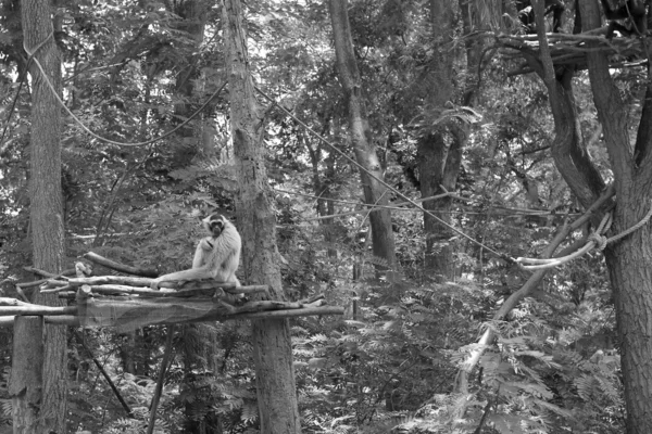 Gibbons på träd i naturen — Stockfoto