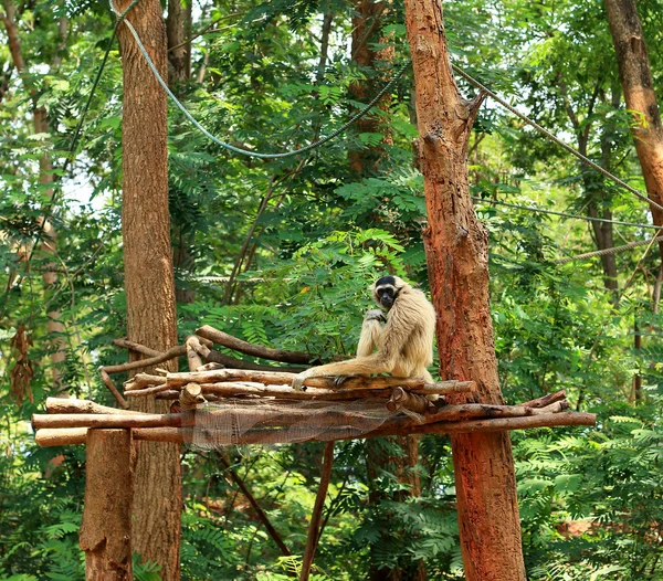 Gibbons na árvore na natureza — Fotografia de Stock