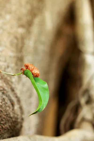 Ein toter Käfer auf grünem Blatt. — Stockfoto