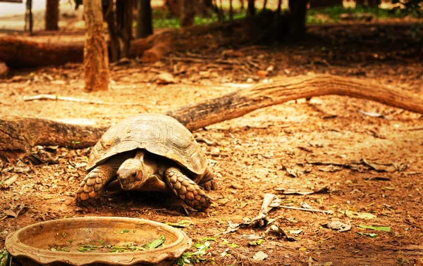 Crawling tortoise in the nature — Stock Photo, Image