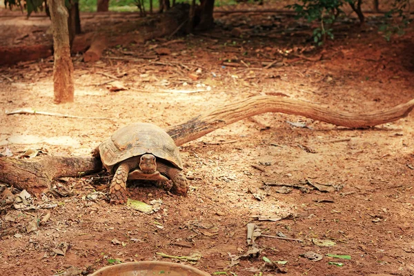 Tartaruga rastejando na natureza — Fotografia de Stock