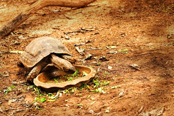 Crawling tortoise in the nature — Stock Photo, Image