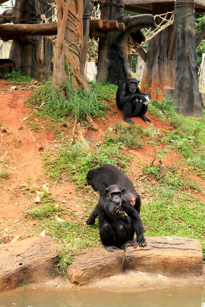 Macacos na natureza — Fotografia de Stock