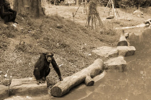 Macacos na natureza — Fotografia de Stock