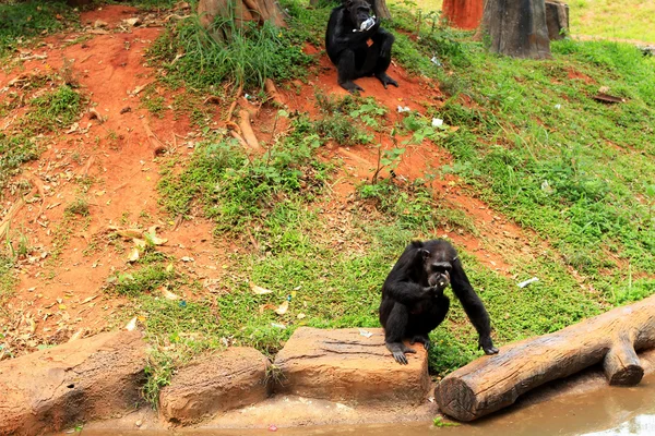 Macacos na natureza — Fotografia de Stock