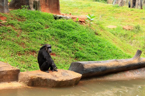 Macacos na natureza — Fotografia de Stock