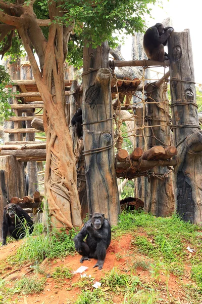 Macacos na natureza — Fotografia de Stock