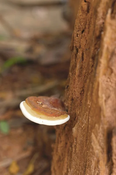 Svampar i naturen — Stockfoto