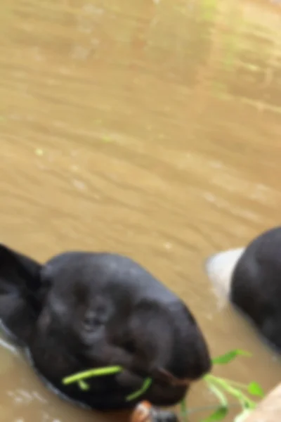 Tapir nel lago — Foto Stock