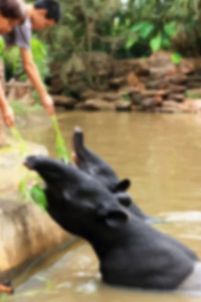 Tapir i sjön — Stockfoto
