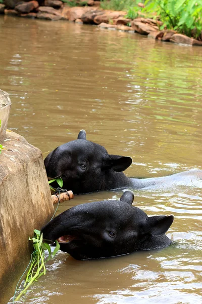 Tapir in the lake — Stock Photo, Image