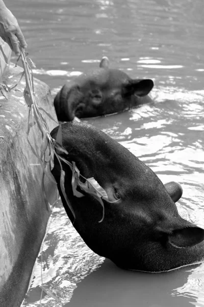 Tapir in the lake — Stock Photo, Image