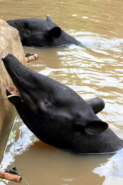 Tapir im See — Stockfoto