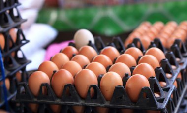 kahverengi yumurta çiftliği