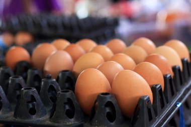 kahverengi yumurta çiftliği