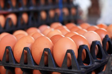 kahverengi yumurta çiftliği