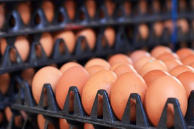 kahverengi yumurta çiftliği