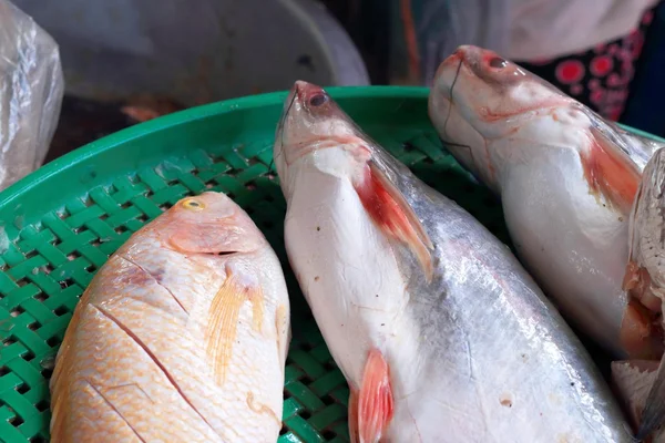 Färsk fisk på marknaden. — Stockfoto