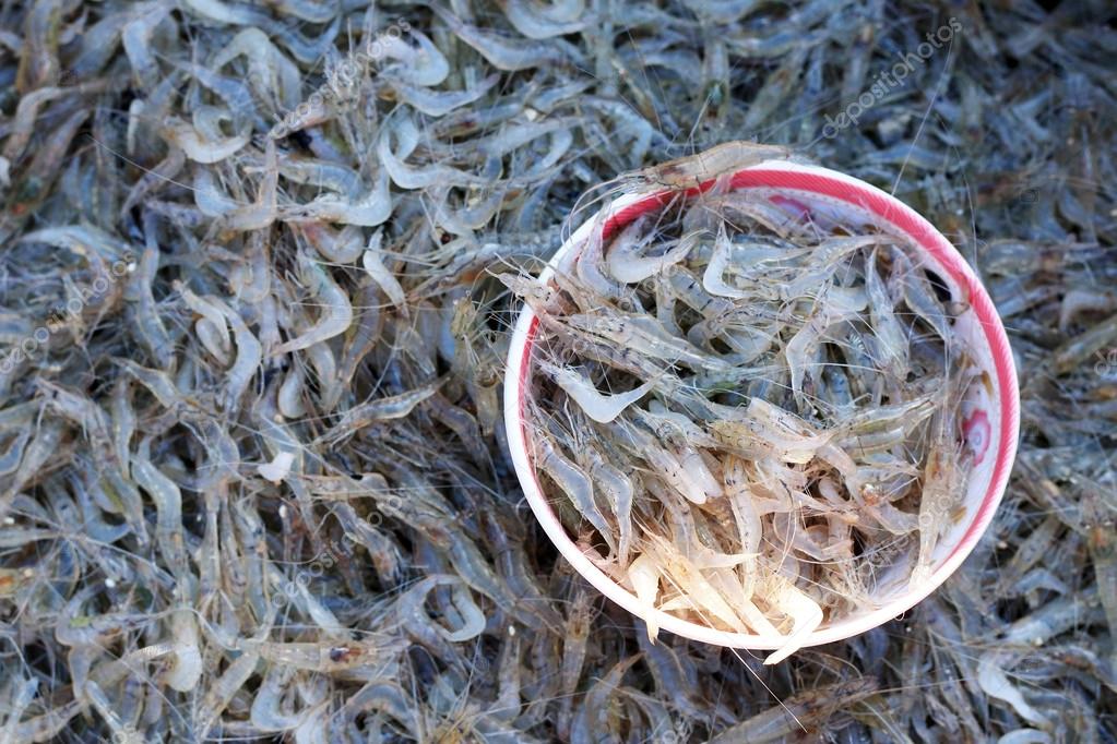 Fresh small shrimp in the market — Stock Photo © oilslo #58234705