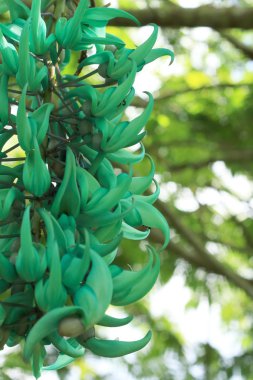 newguinea sarmaşık - yeşil çiçekler