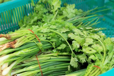 taze sebze - kişniş piyasada.