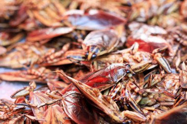 Kızarmış böcek yakın çekim