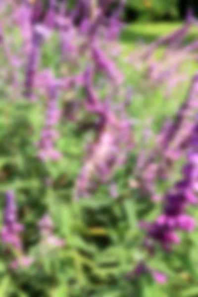 Paarse salvia bloemen — Stockfoto