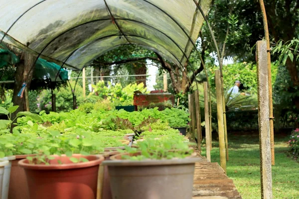 Vivero de árboles verdes —  Fotos de Stock