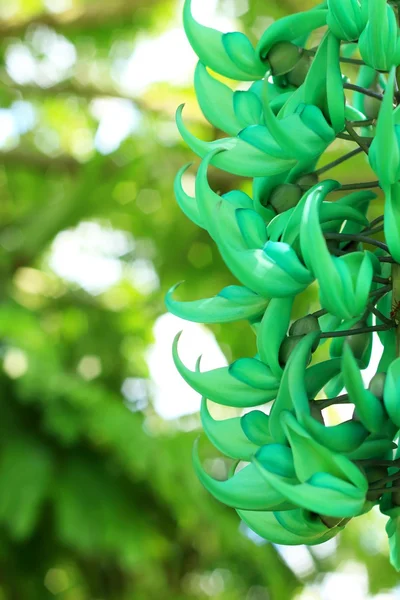 Newguinea Creeper - green flowers — Stock Photo, Image