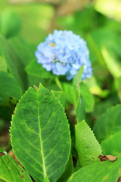 Hortenzia virág — Stock Fotó