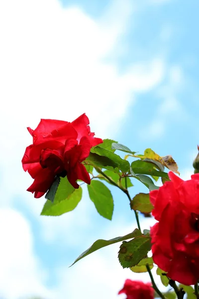 Rote Rosenblüten — Stockfoto