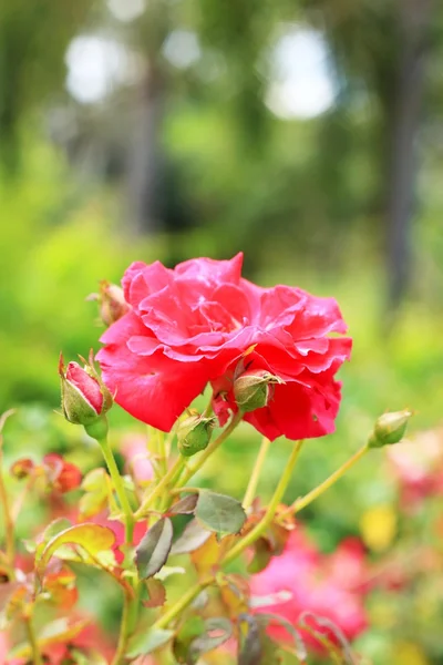 Fleurs roses rouges — Photo