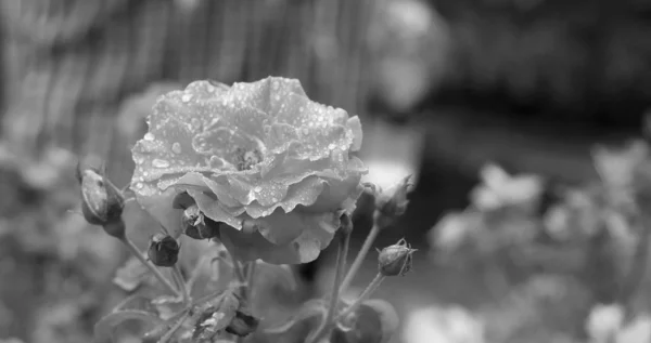 Red rose flowers — Stock Photo, Image