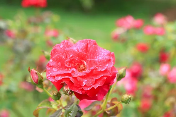 Röda rosenblommor — Stockfoto