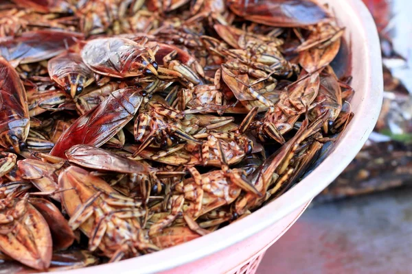 Close up of fried insect — Stock Photo, Image