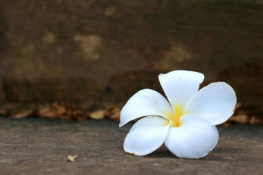 Beyaz frangipani çiçek