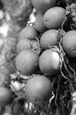 Tembul palmiye ağacı