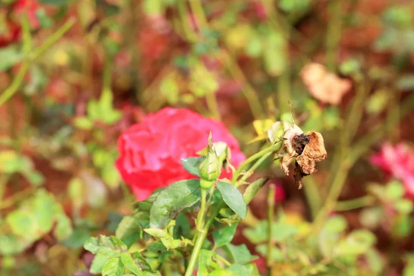 Rote Rosenblüten — Stockfoto